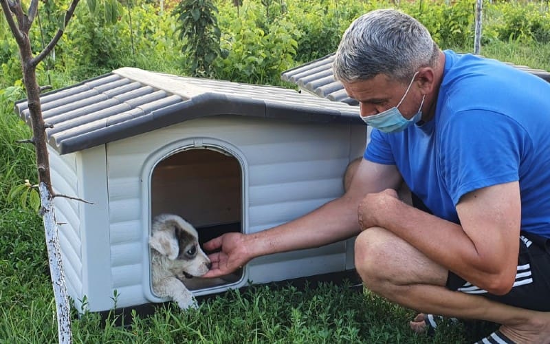 Free doghouses for dogs kept outside