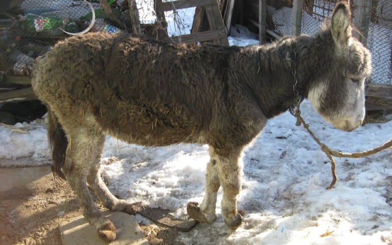 More donkeys like Ben need our help