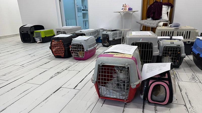Free sterilisation for pets from low-income families