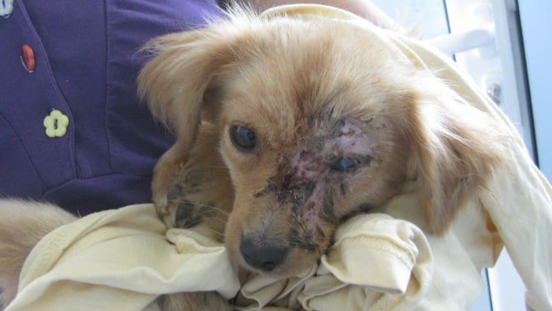 When Buffy Lost an Eye, Her Family Abandoned Her