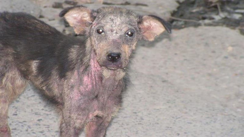 Rescuing Romanian street dogs