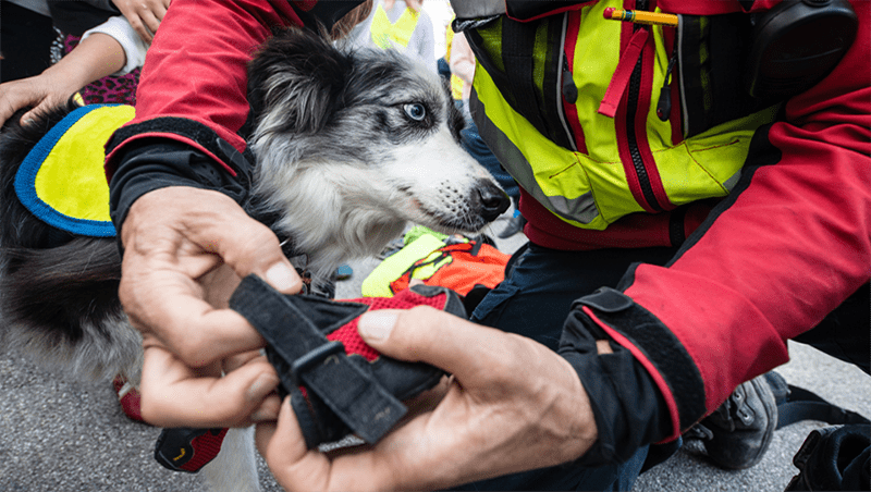 Fire Safety and Your Pets