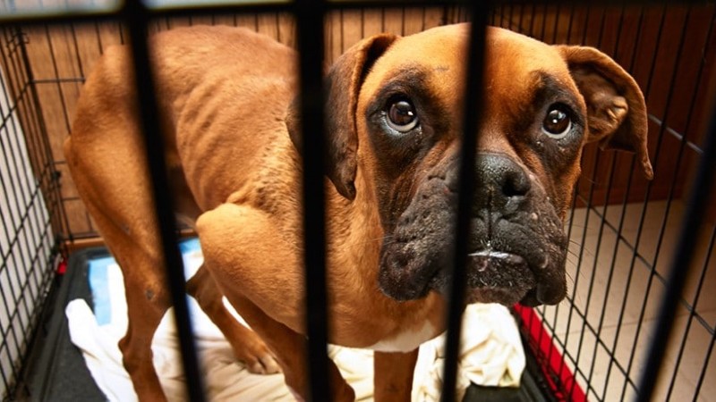 How to Recognize a Case of Animal Cruelty or Abuse?