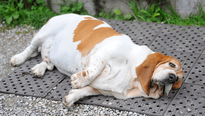 How to prevent obesity in dogs?