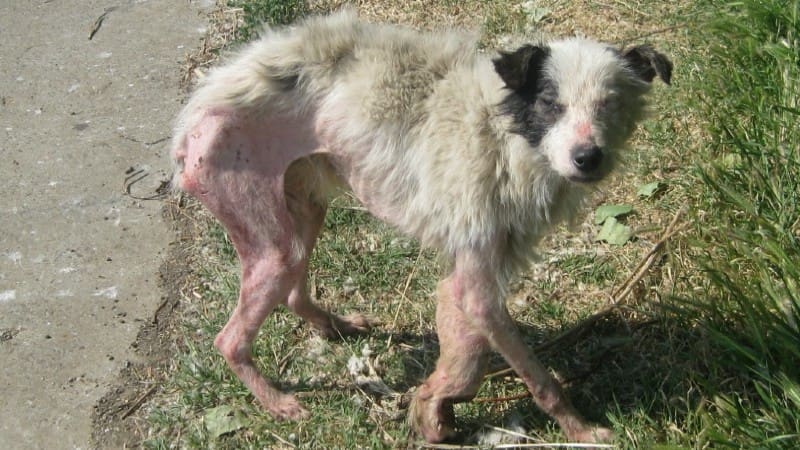 Google “Romanian strays”. What do you get?