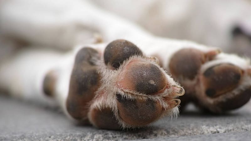 Protect Your Pet’s Paws from Hot Pavement