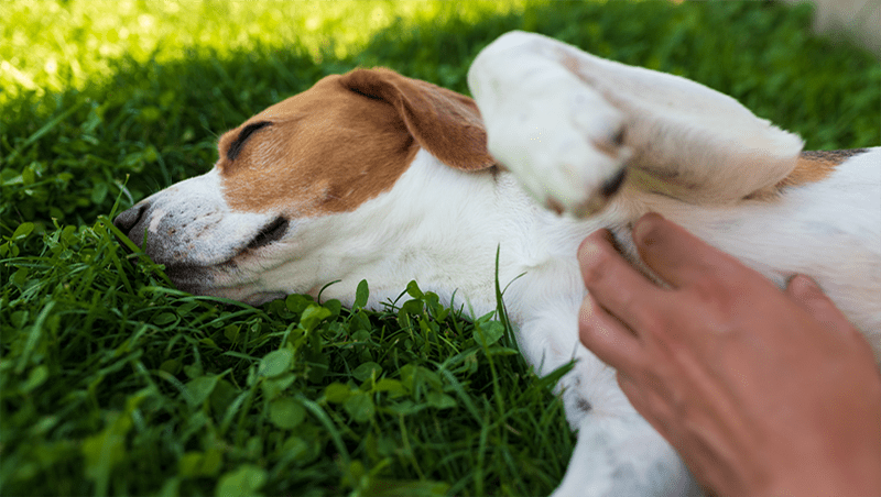 What Do You Do If Your Pet Has A Heat Stroke?