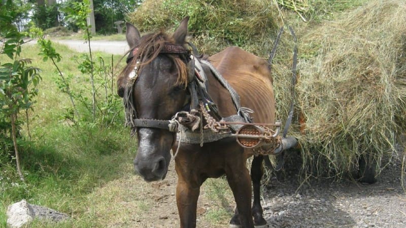 Horses in Romania exploited, then slaughtered