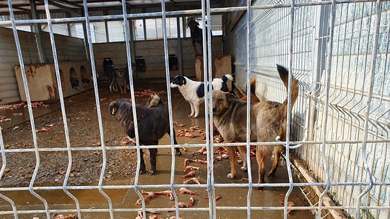 ROLDA fights against Illegal Shelters
