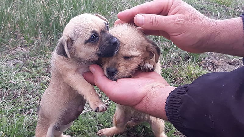 ROLDA Fights against Animal Abandonment