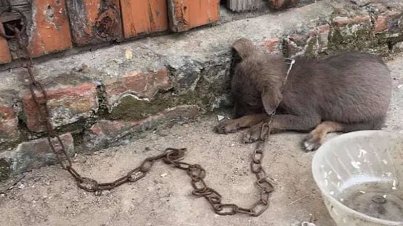 ROLDA fights against animal cruelty