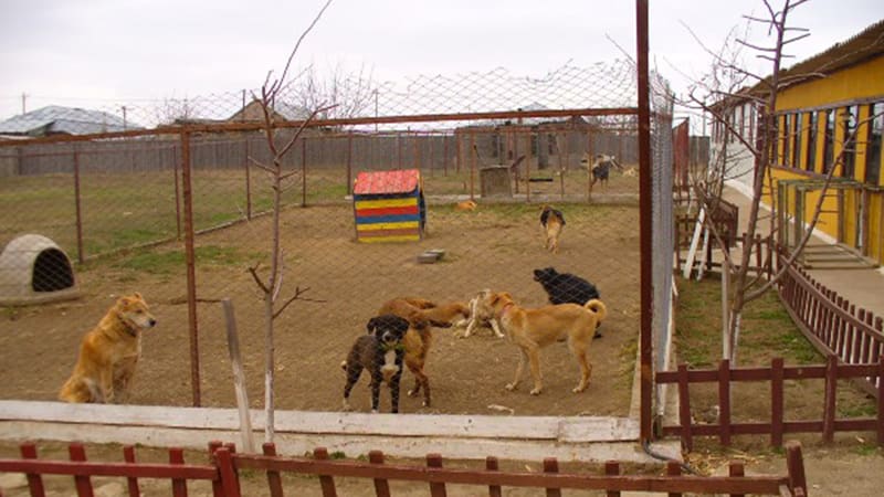 Animal welfare in Romania