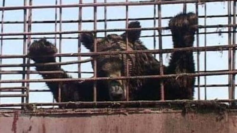 ROLDA fights against Wild Animals in captivity