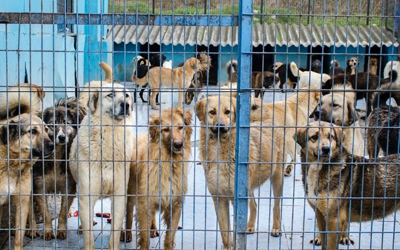 ROLDA fights against Illegal Live Animals Transport
