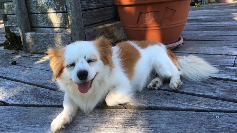 Responsible rehoming of rescued dogs