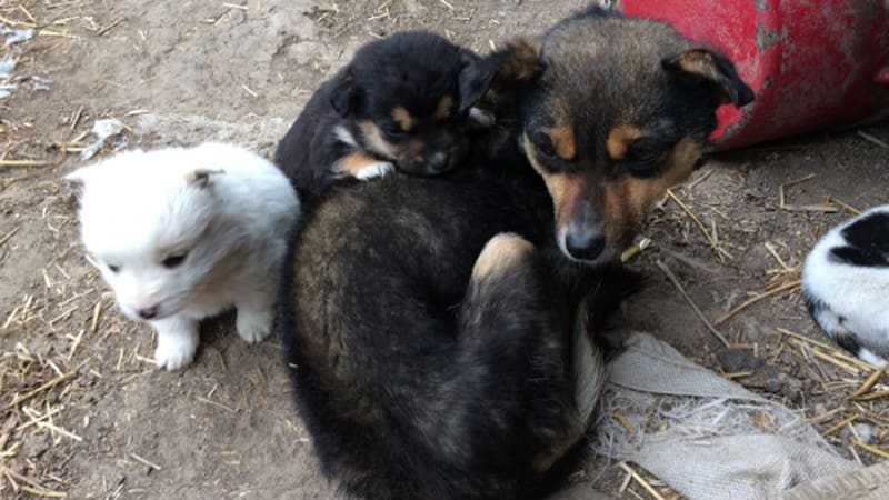 Romania pets