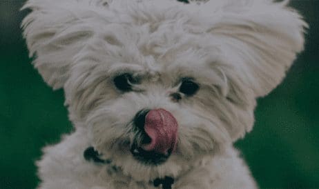ROLDA’s canine
