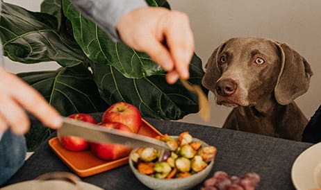Common food that is harmful or even fatal for your dog