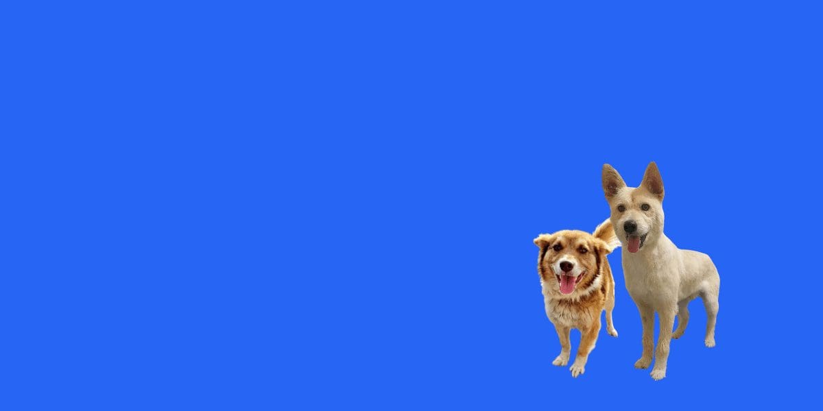 Happy tails
