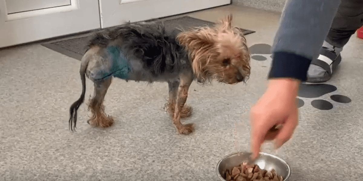 Rescue & rehabilitate