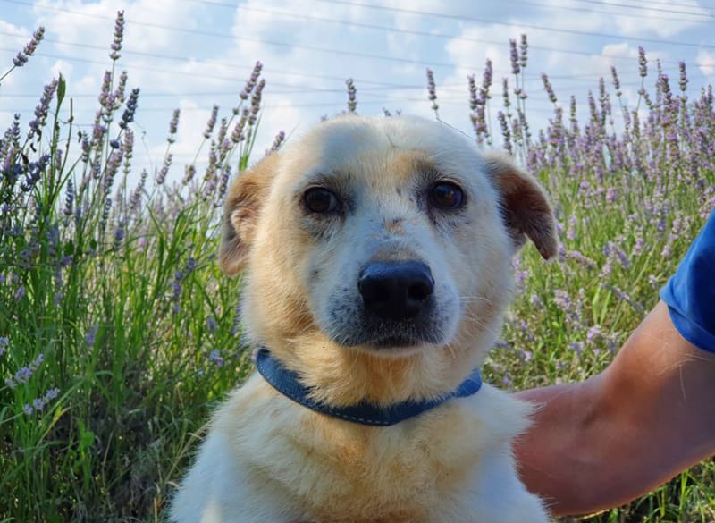 Parrainez un chien de la rue - Fondation Aide Vétérinaire Internationale