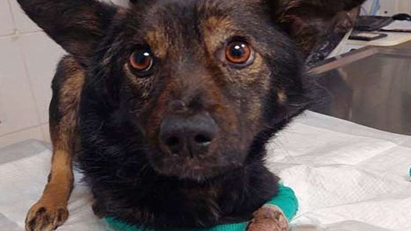 Sharik's Fight for a Second Chance
