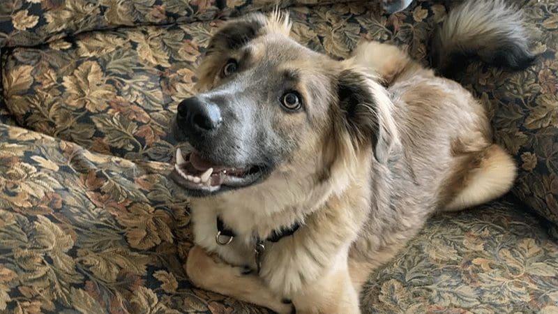 The Journey of Adopting a Pet from Overseas: An Interview with Stacey