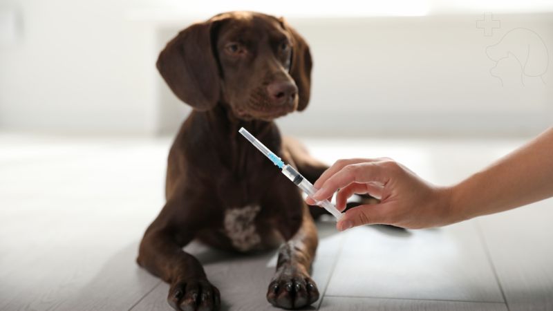 Dealing with Common Canine Health Issues: Prevention and Treatment