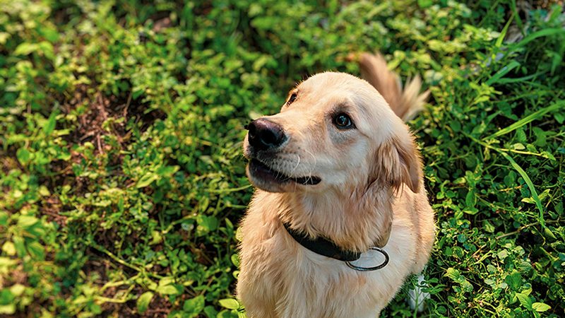 Toxic Plants that Can Harm Your Dog