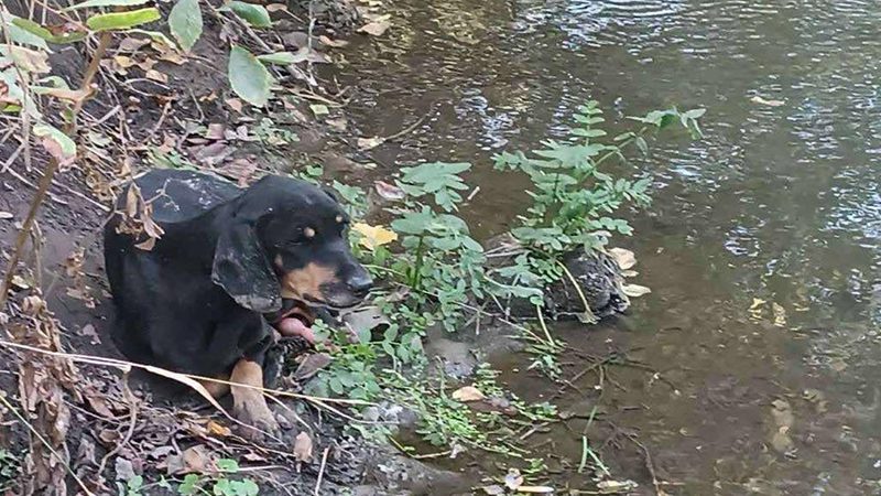 Stranded: Bridge’s encounter with the ROLDA Rescue Team