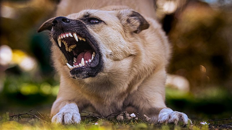 Understanding Canine Behavior: What Your Dog's Actions Reveal