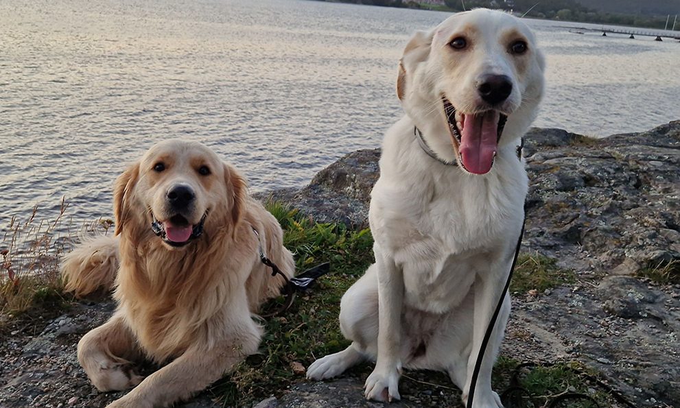 Welcome to the PetPal Gallery