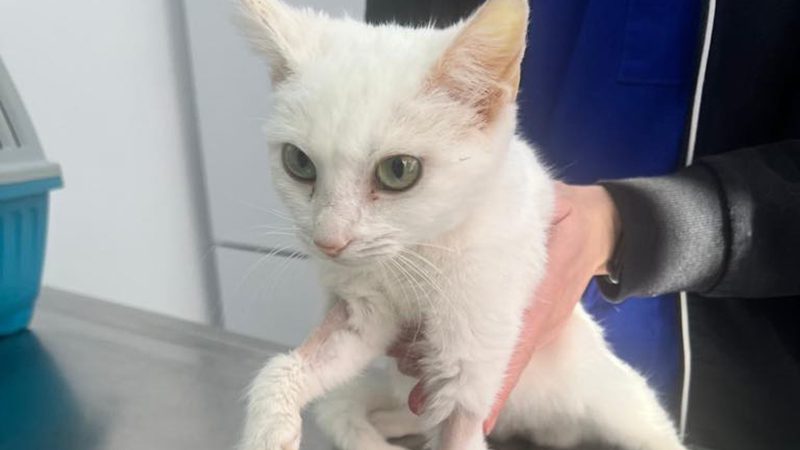 What does being a no-kill shelter mean, in practice, to a cat?