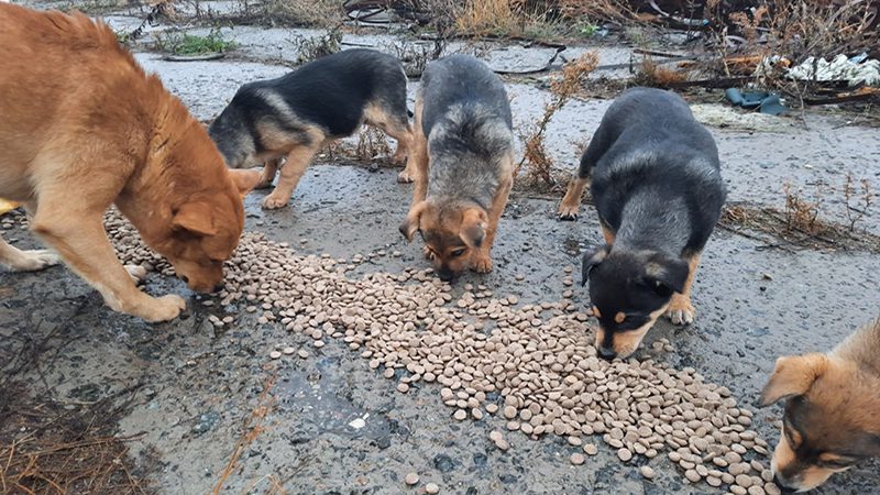 Left Behind: The hidden underbelly crisis of strays in Ukraine and Romania