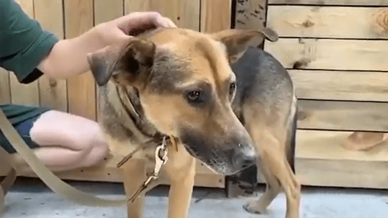 Marik’s story demonstrates how Ukrainian soldiers fight to defend those they love