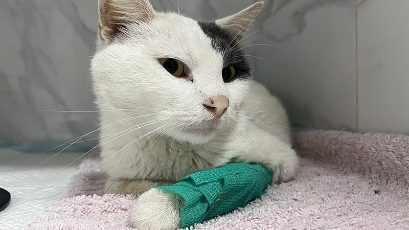 Odin's Journey of Survival After a Vicious Dog attack