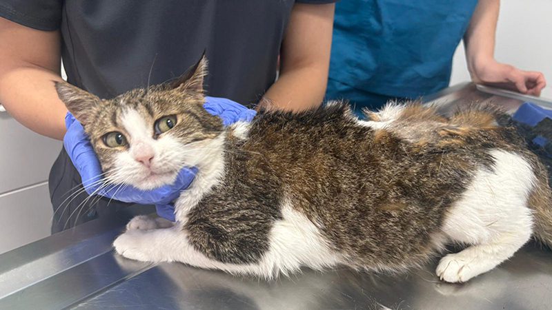 When Survival is a Daily Battle: Xena's Story