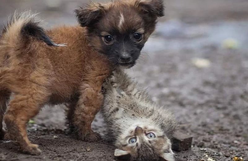 <img src="https://rolda.org/wp-content/uploads/2025/12/3_logo_DK.png" style="width: fit-content;margin-bottom: 24px;"><span class="title_hashtag" style="padding: 0 10px">#GiveHope</span> til dyr og de mennesker, der passer på dem