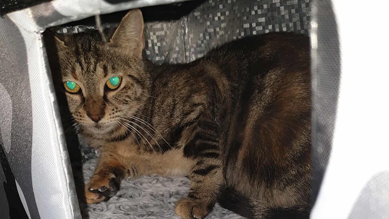 The Things We Carry: Brownie's Journey from the Streets to Safety