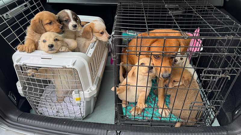 When No Space Means No Choice: A Rescuer's Impossible Decision