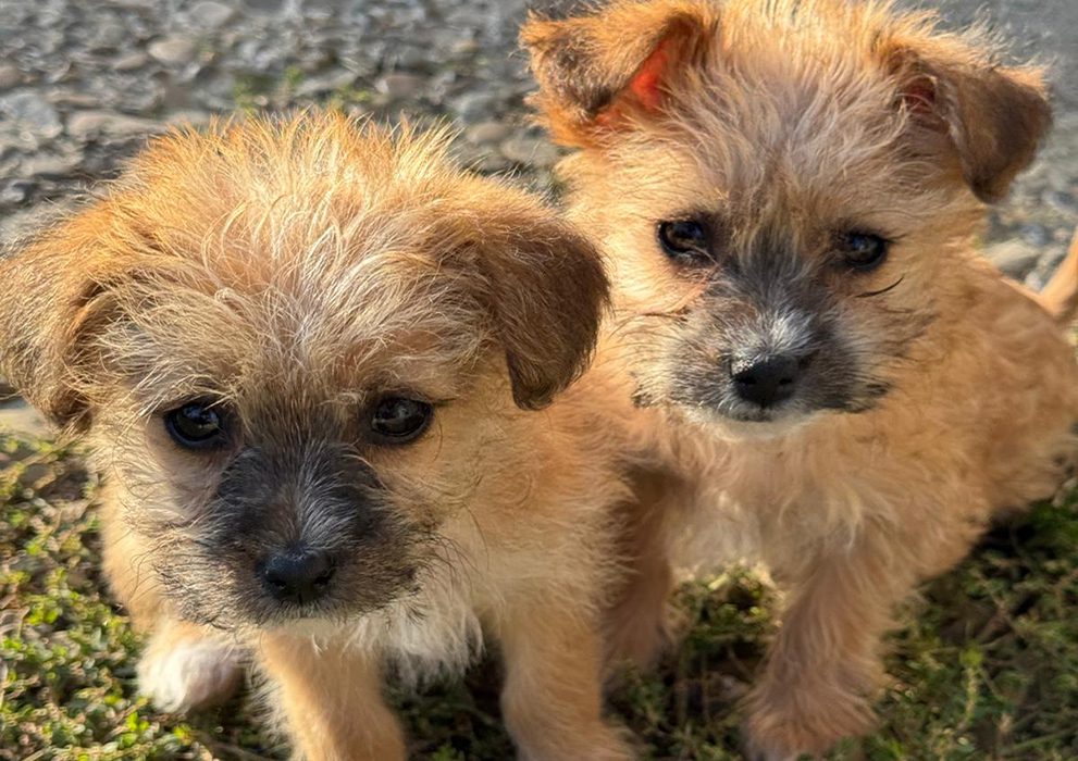 No animal should suffer from hunger and abuse.<br />
Say: I #GiveHope