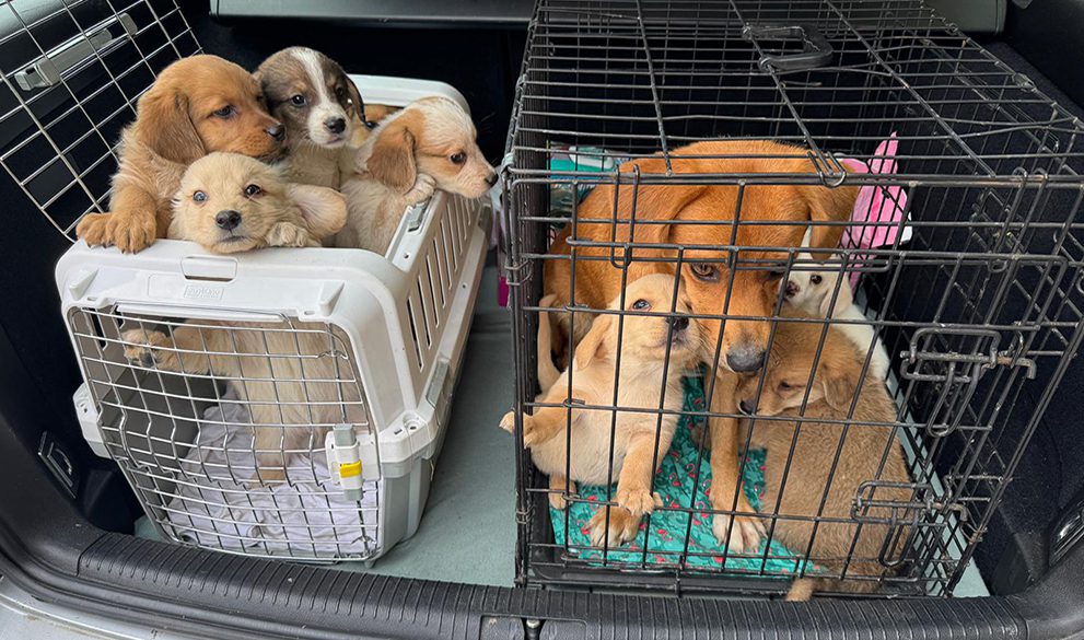 Emergency Relief Programme