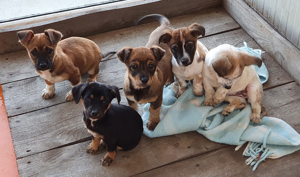 Where your donations go