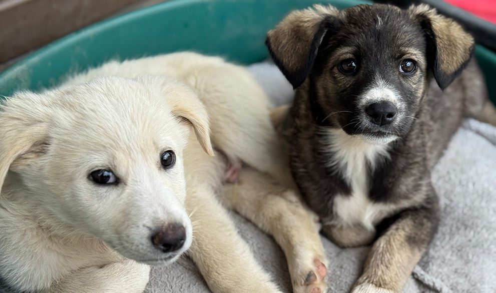 #Givehope to homeless and abused animals and who vulnerable people who care about them.