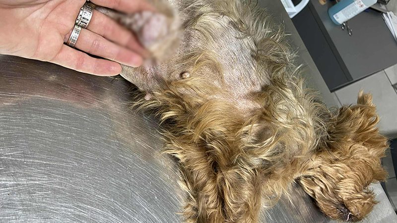 Alya - Ten Years, no Loyalty