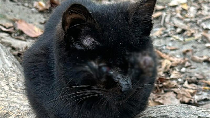 Alfie - Waiting For Kindness