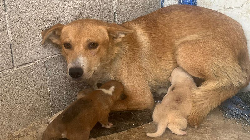 Emergency Fund: Help animals in Bethlehem