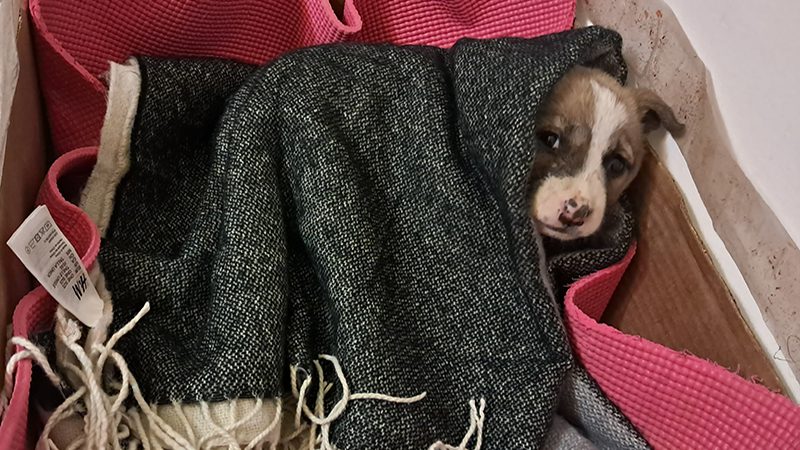 Tiny Courageous: How One Puppy’s Courage Should Inspire Us All