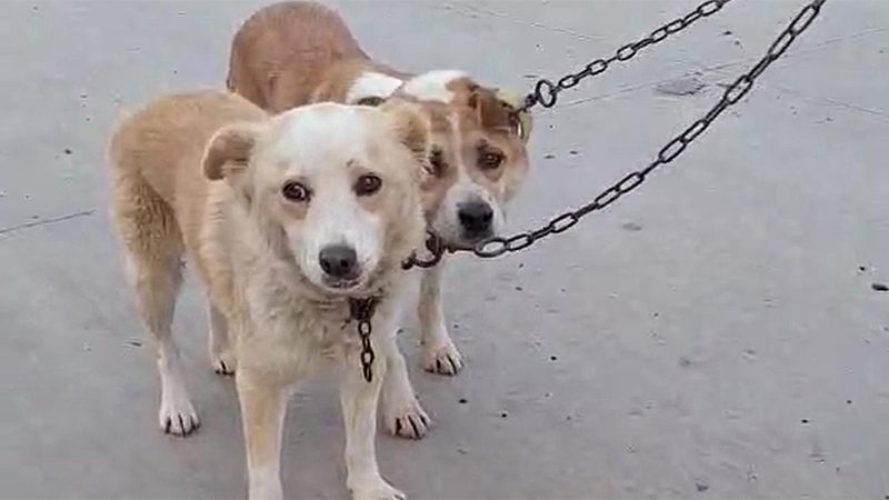 4 Kilometres of Kindness