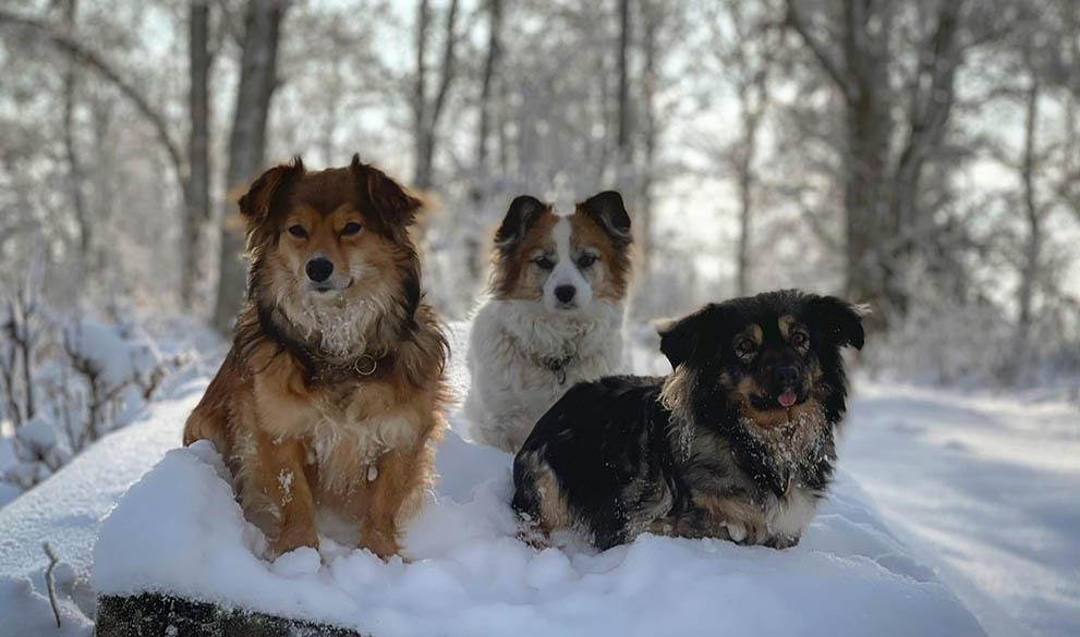 Corporate giving & partnership